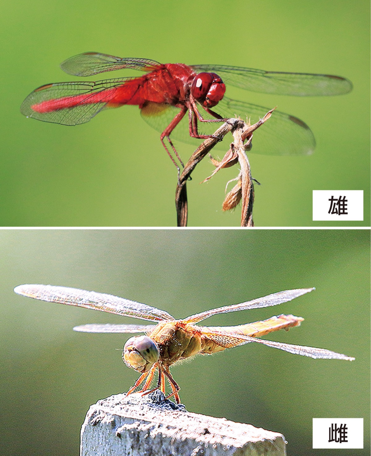 瀬谷の生き物だより1４０