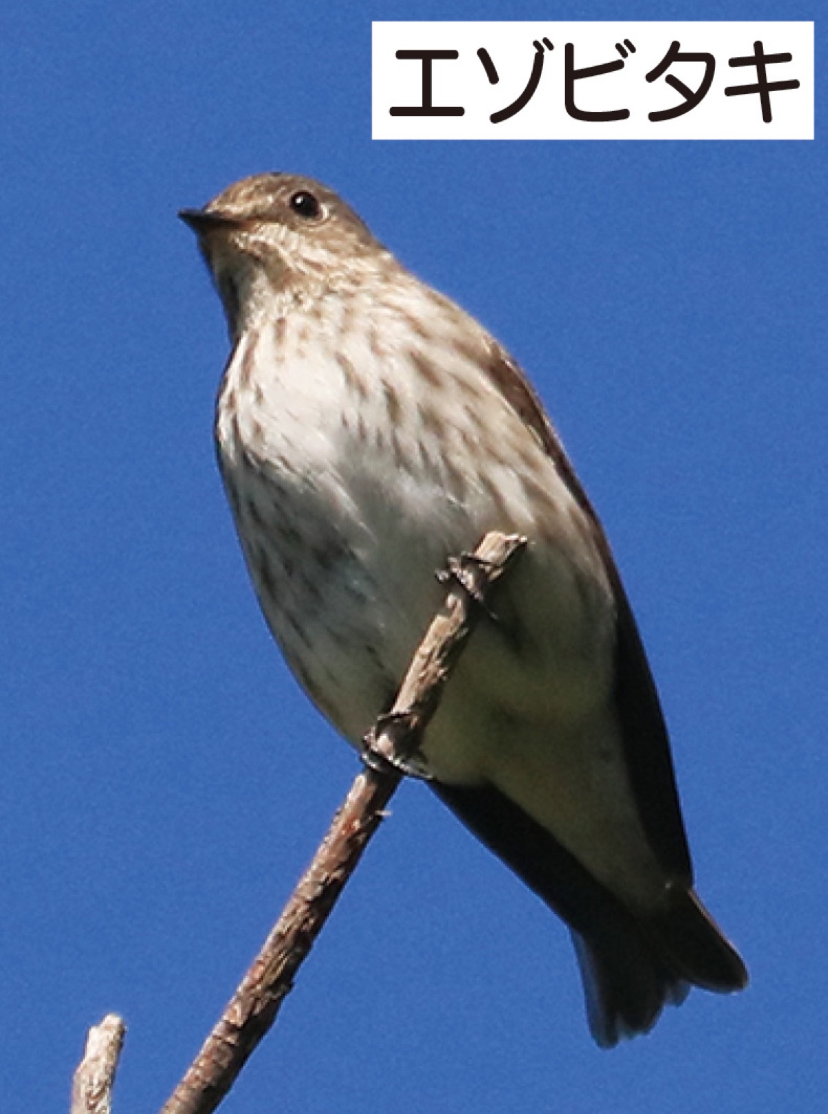 瀬谷の生き物だより1４１