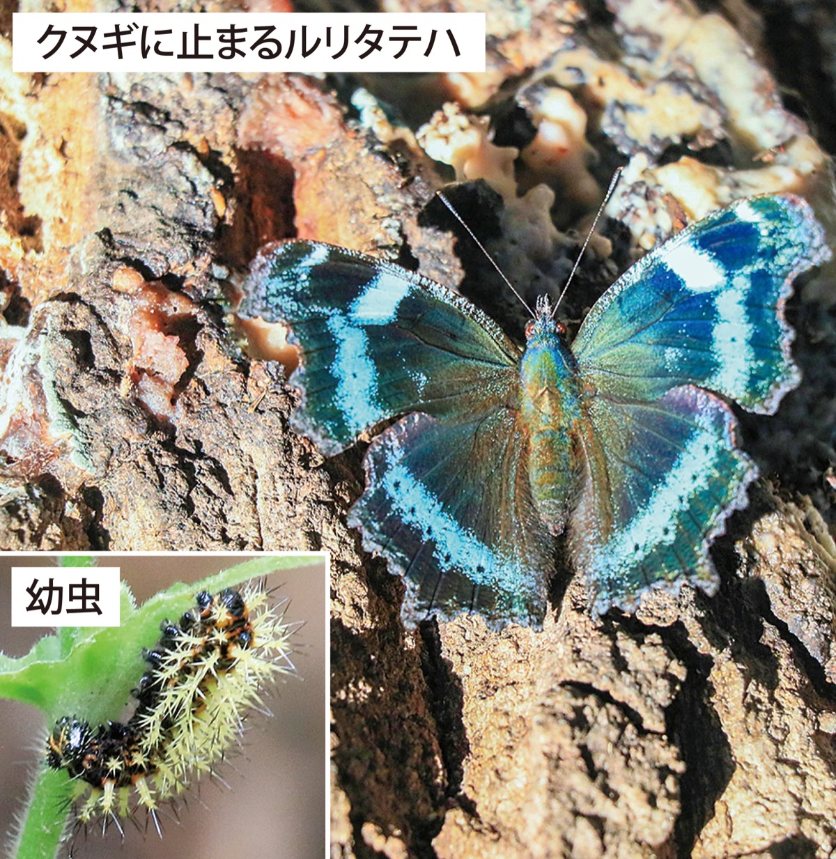 瀬谷の生き物だより 142
