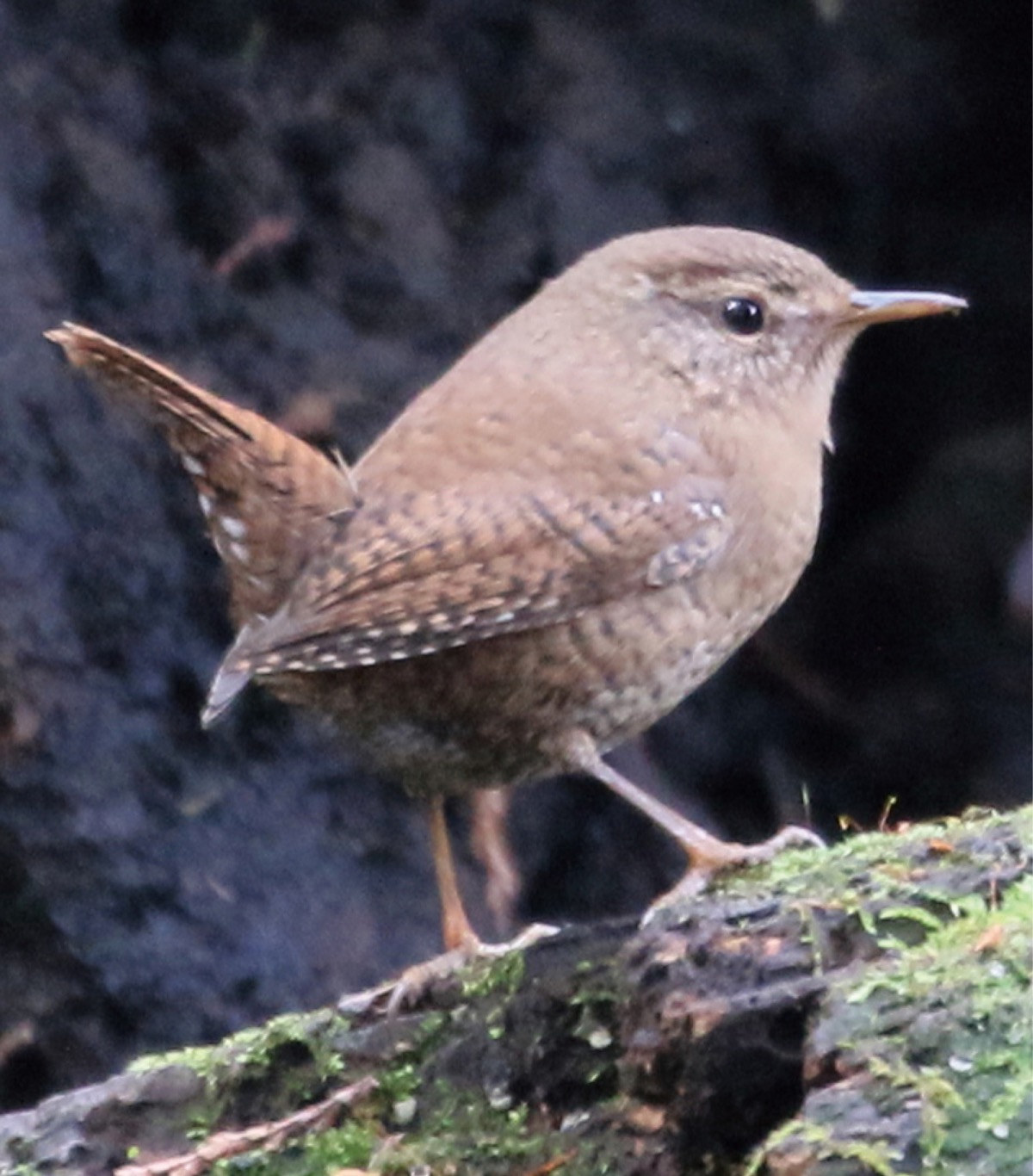 瀬谷の生き物だより 143