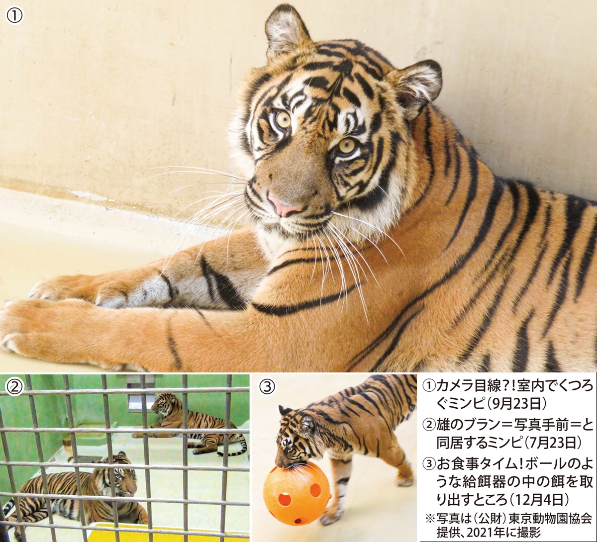 野毛山動物園の元アイドル あのトラは今? 「わたし(ミンピ)は元気です!」 瀬谷区 タウンニュース 野毛山動物園の元アイドル あのトラは今? 「わたし(ミンピ)は元気です!」 瀬谷区 タウンニュース