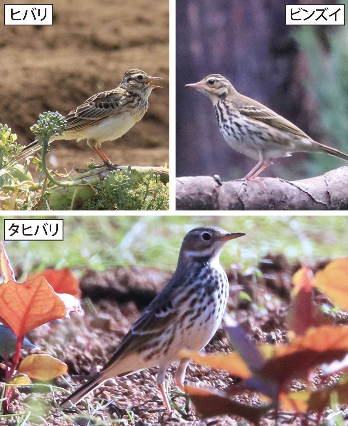 瀬谷の生き物だより 14４