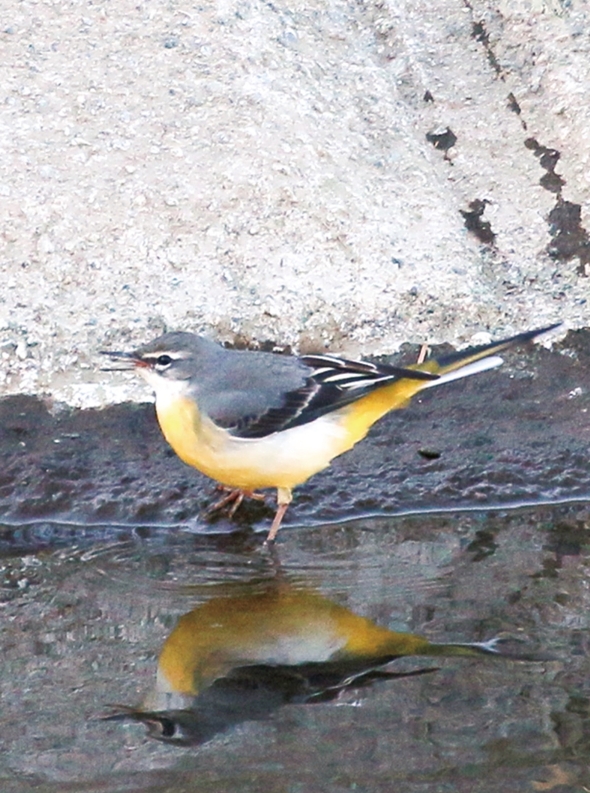 瀬谷の生き物だより 146