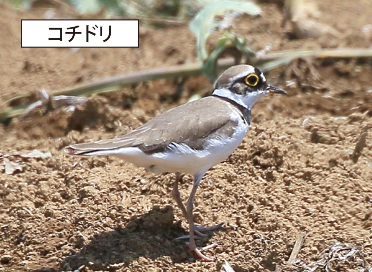 瀬谷の生き物だより 147