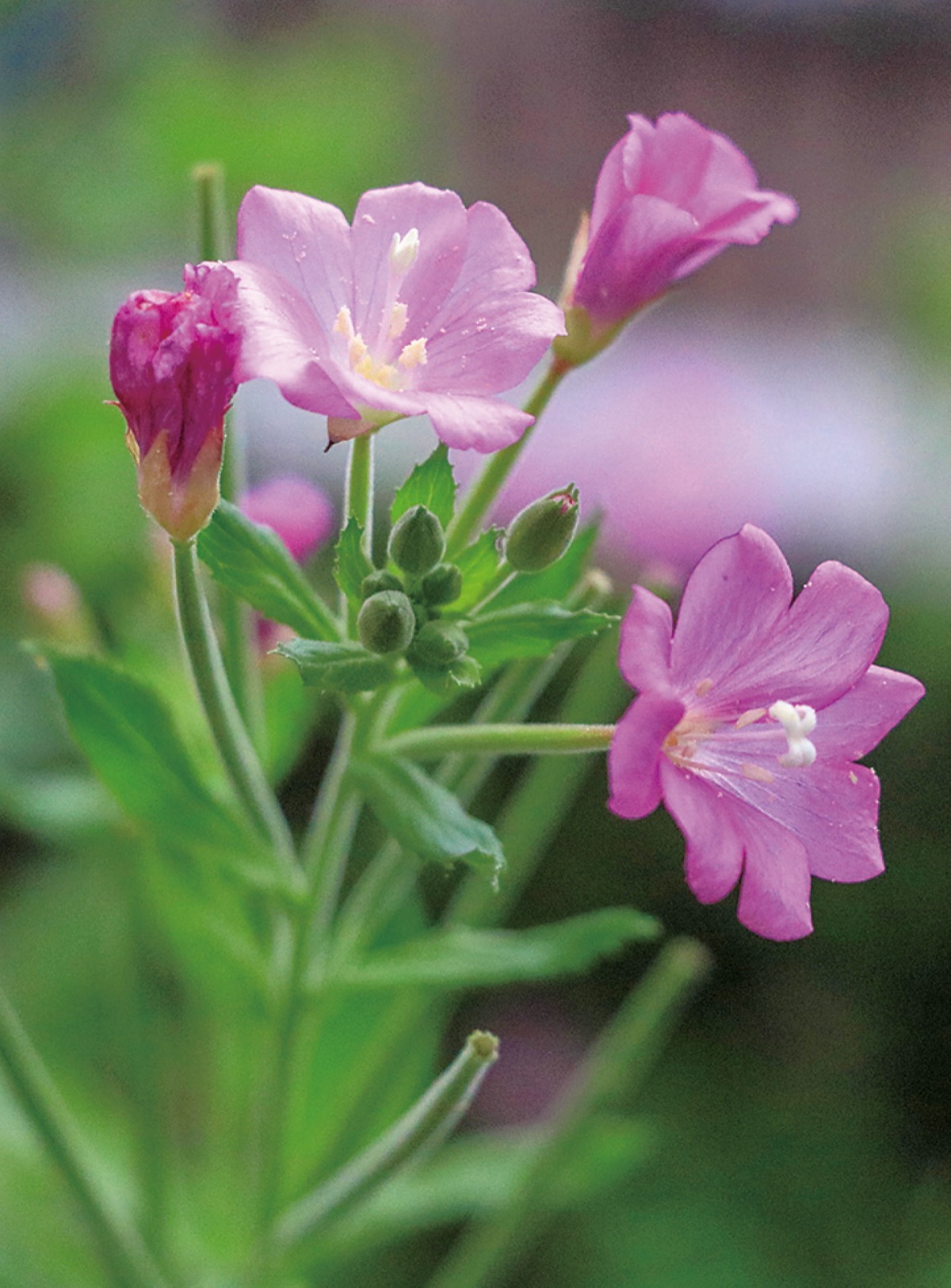 瀬谷の生き物だより１４９