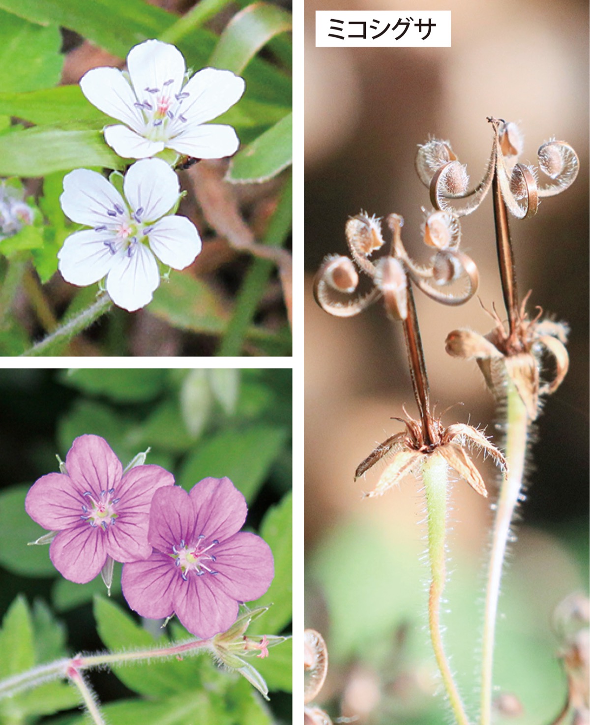 瀬谷の生き物だより152
