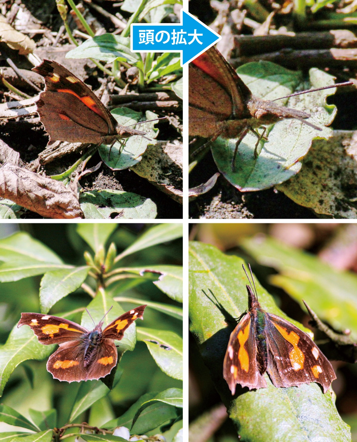 瀬谷の生き物だより153