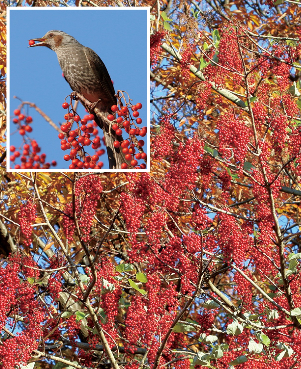 瀬谷の生き物だより154