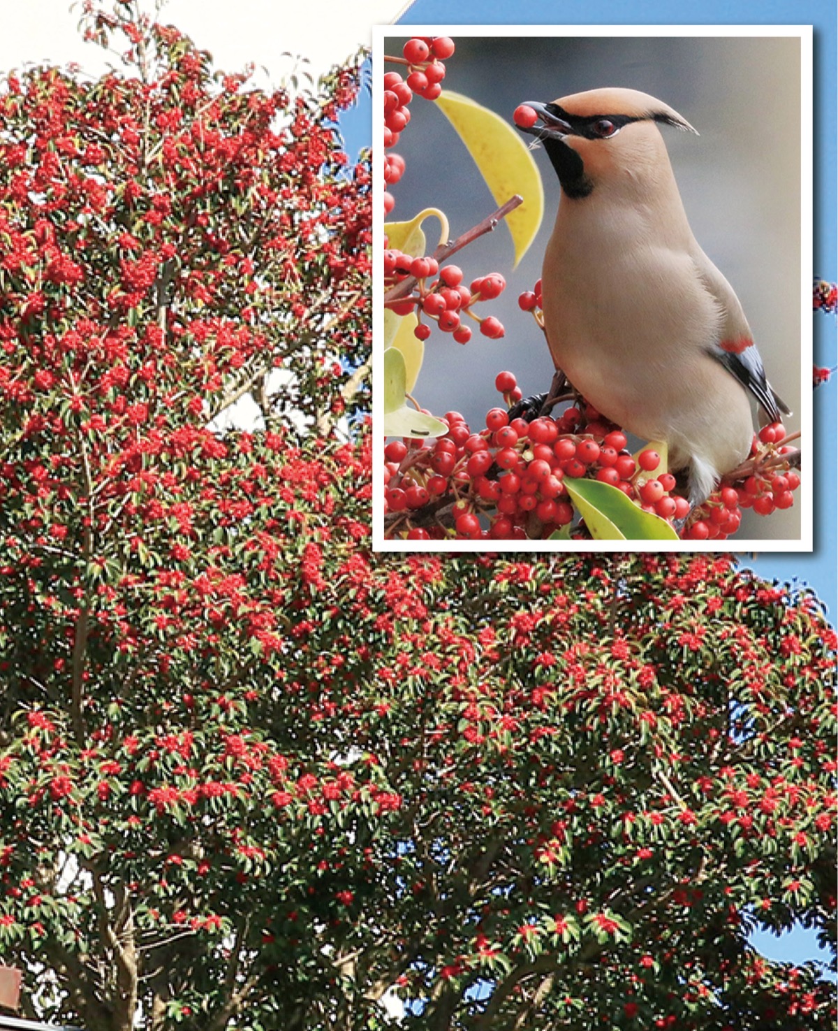 瀬谷の生き物だより 155