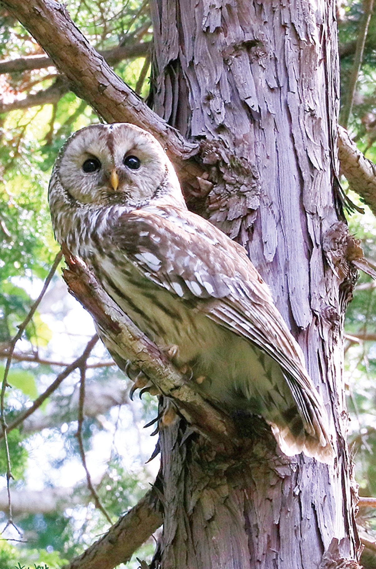 瀬谷の生き物だより 156