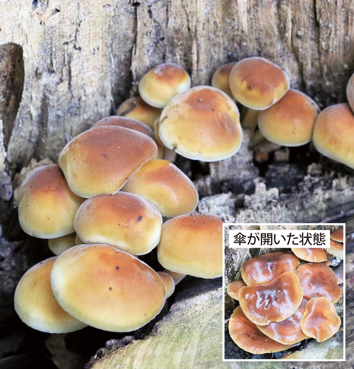 瀬谷の生き物だより 157