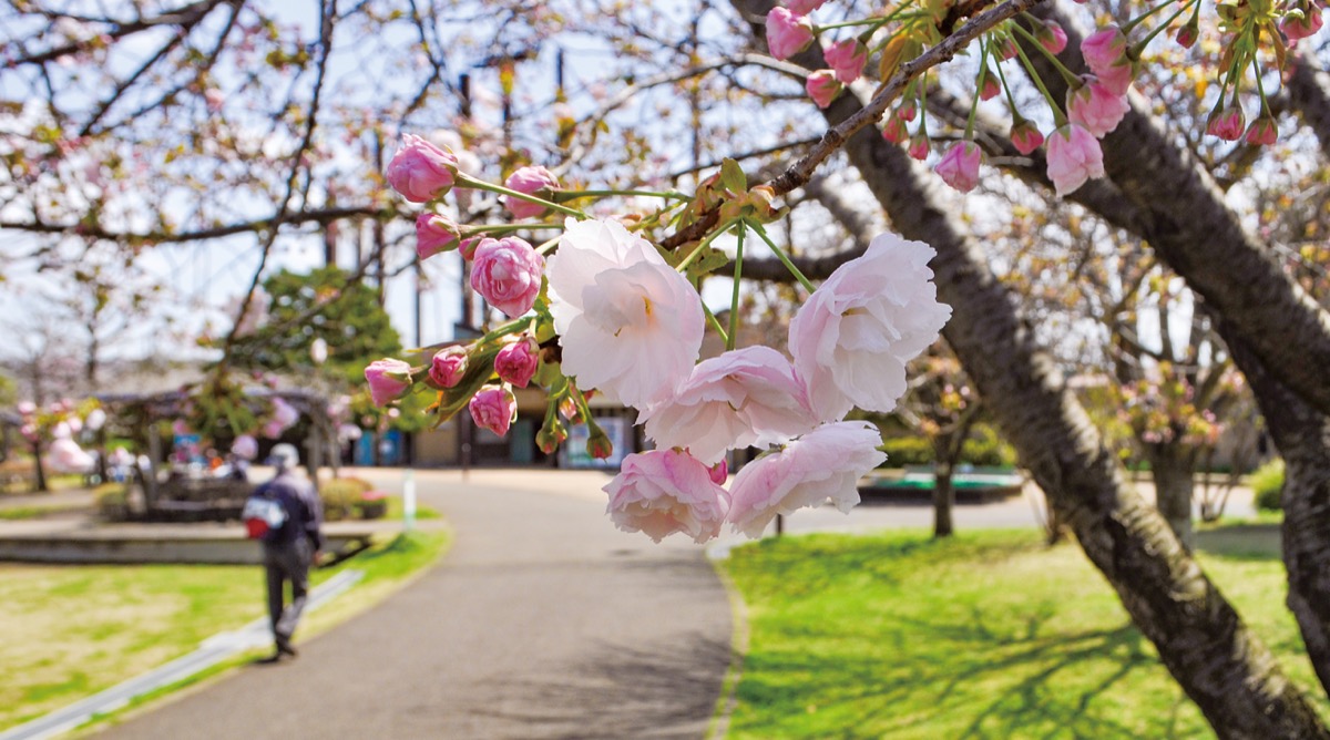 4月の主役は八重桜 本郷公園で開花 | 瀬谷区 | タウンニュース
