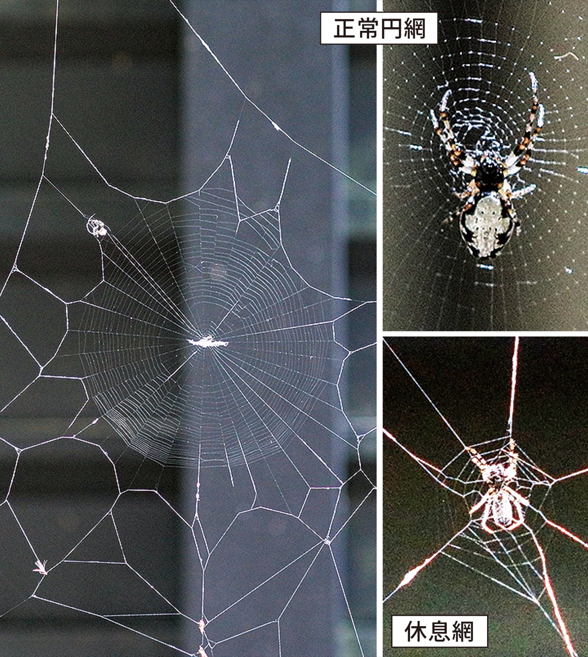 瀬谷の生き物だより159
