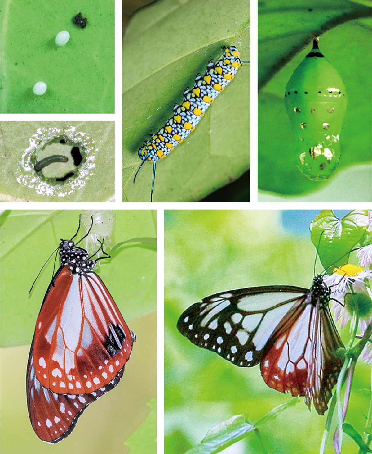 瀬谷の生き物だより160