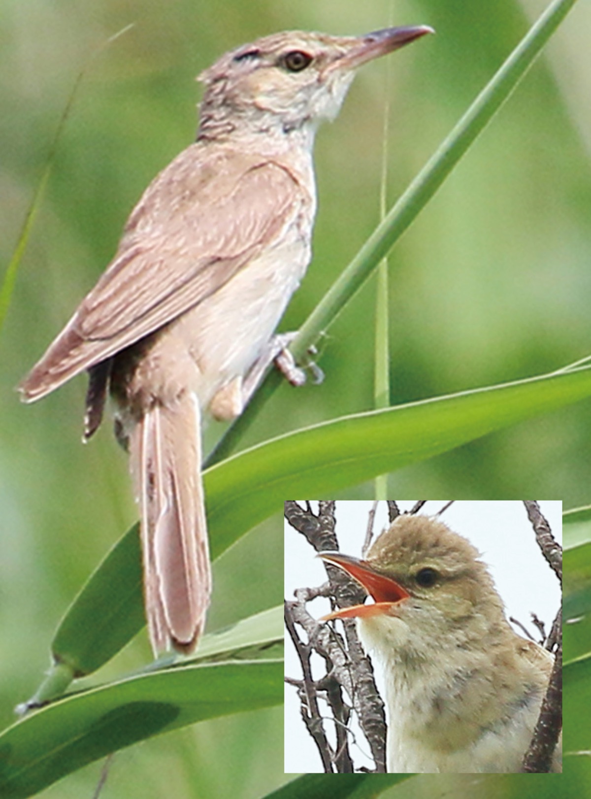 瀬谷の生き物だより161