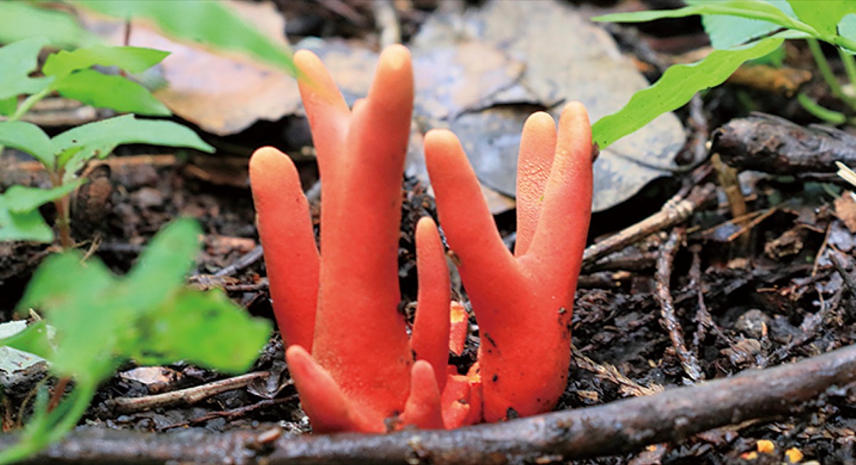 瀬谷の生き物だより163