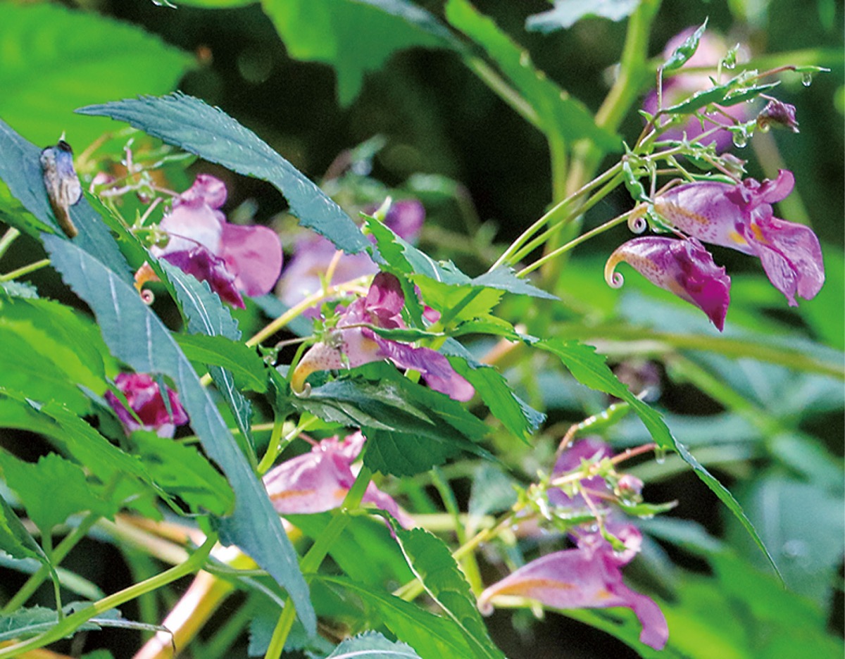 瀬谷の生き物だより164
