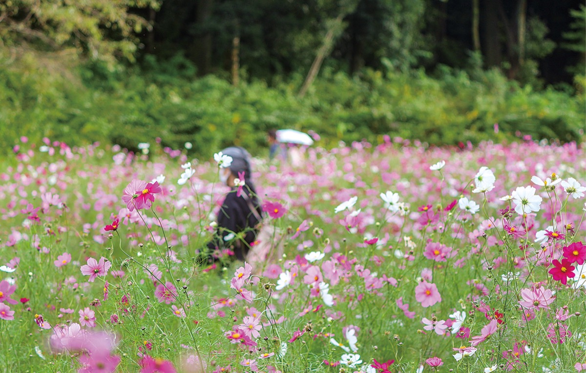 やさしさ浸みる小春日和には…