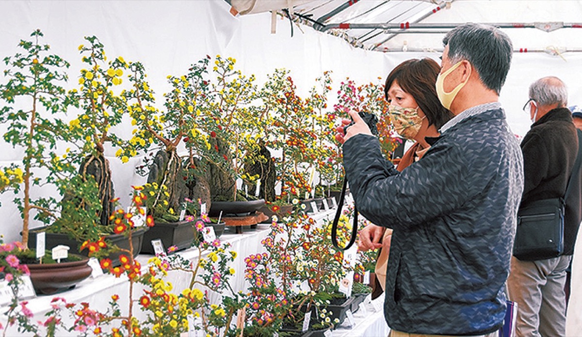 小菊盆栽50鉢超を展示