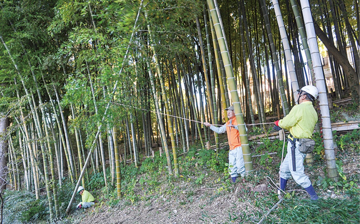 東山ふれあい樹林では竹を伐採