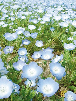 青い花が一面に咲く