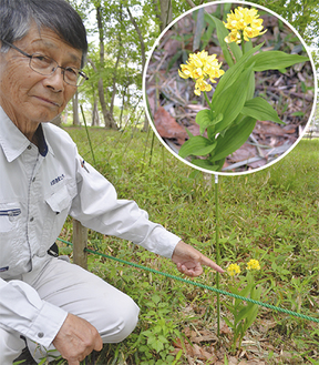 樹木医の長澤さんと希少なキンランの花