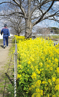 花畑が楽しめる遊歩道（２月25日撮影）
