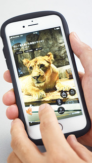 動物園で撮影した動画が毎日配信されるアプリ「one zoo」