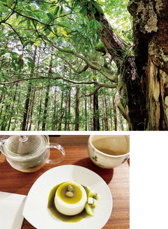 森林の自然体験、足柄茶とそのスイーツが楽しめる