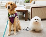 付添犬のキース（左）とアンジェロ（右）