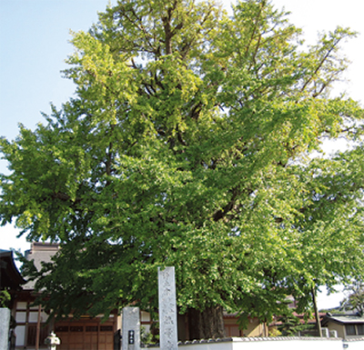 かまくらみちの名木・古木