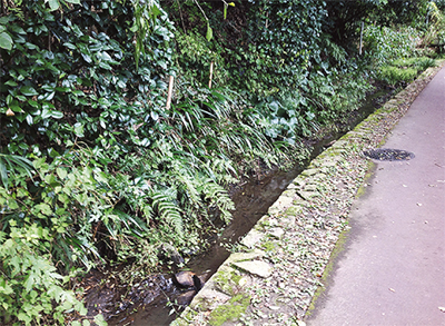 新橋市民の森（仮称）を探索して