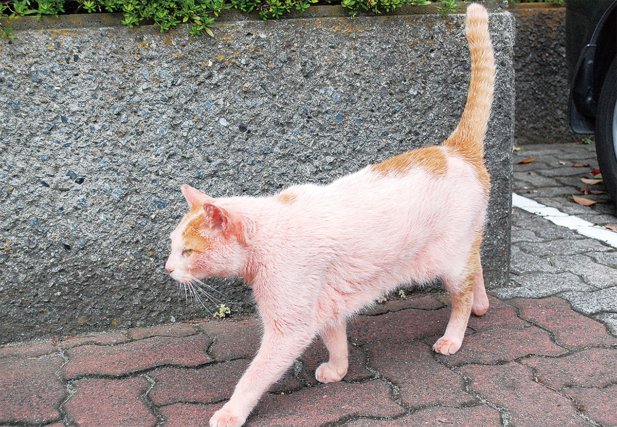 ピンクのネコ発見 泉区 タウンニュース