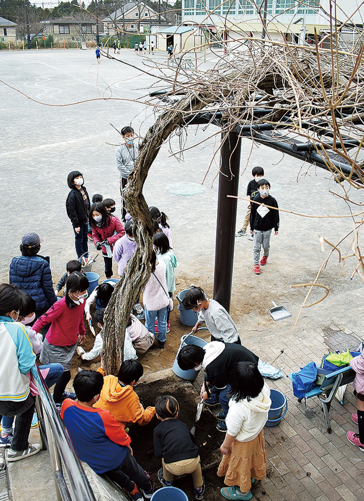 藤の木の根元を掘り、粉末状にした炭を埋めた