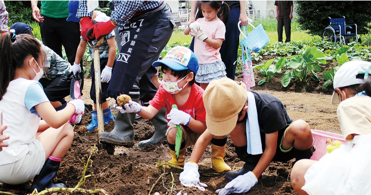 中川地区でいも掘り体験