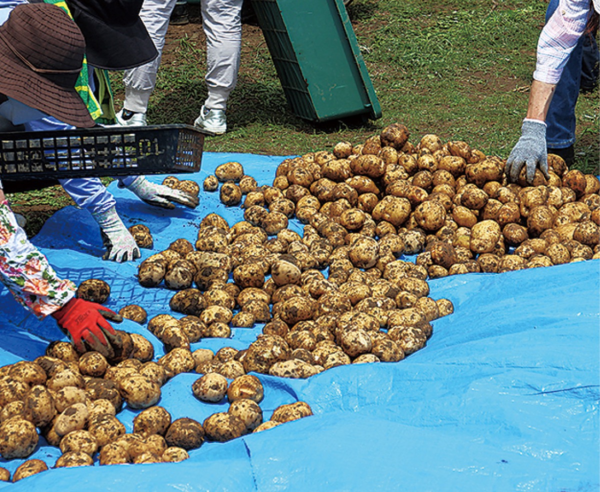 収穫したじゃがいも