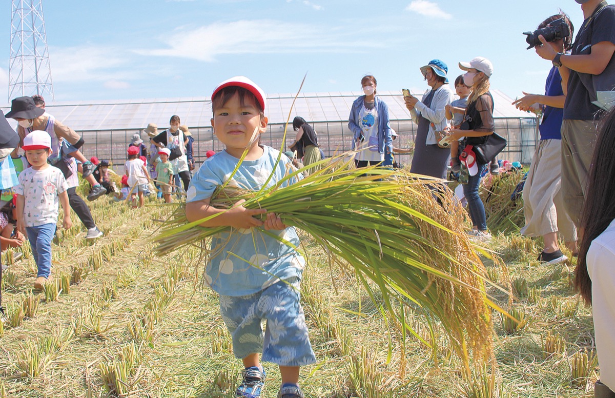 園児も｢収穫の秋｣