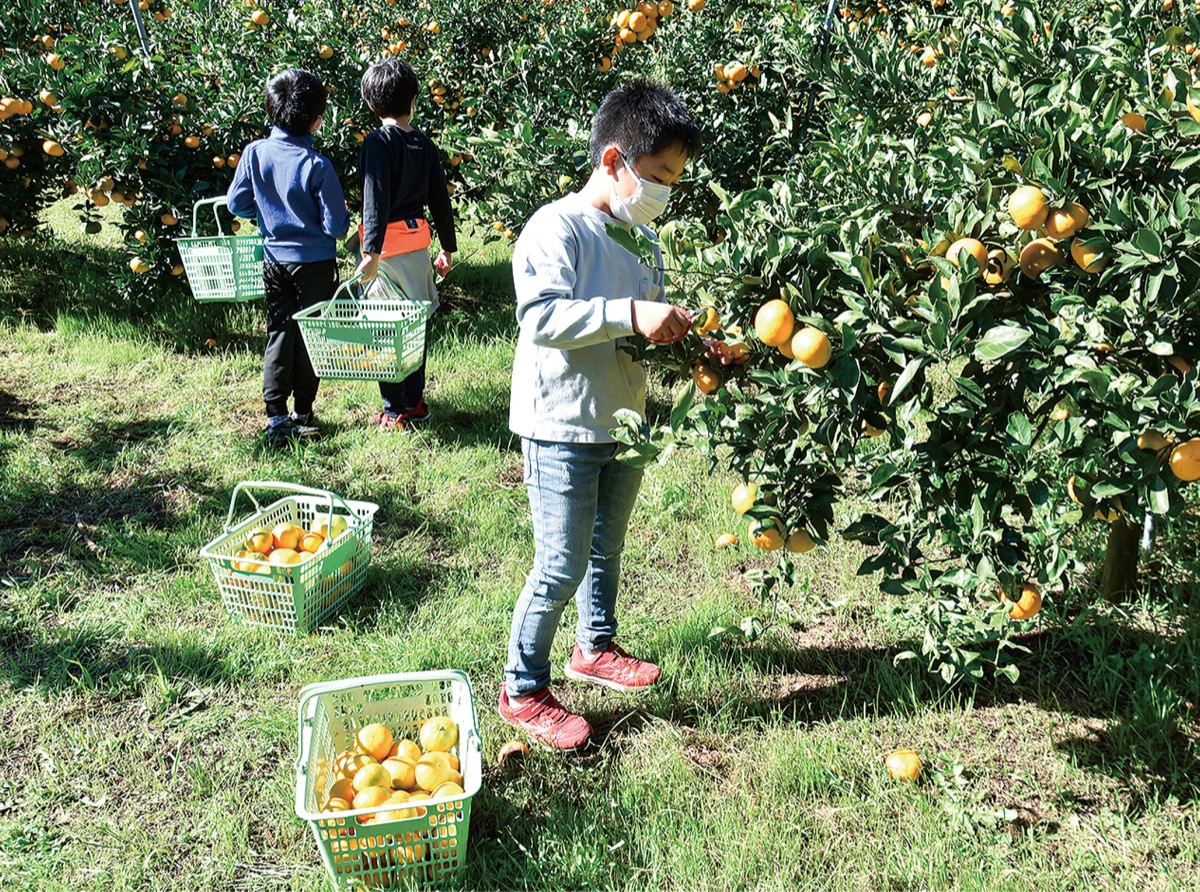 地元産みかんを給食に