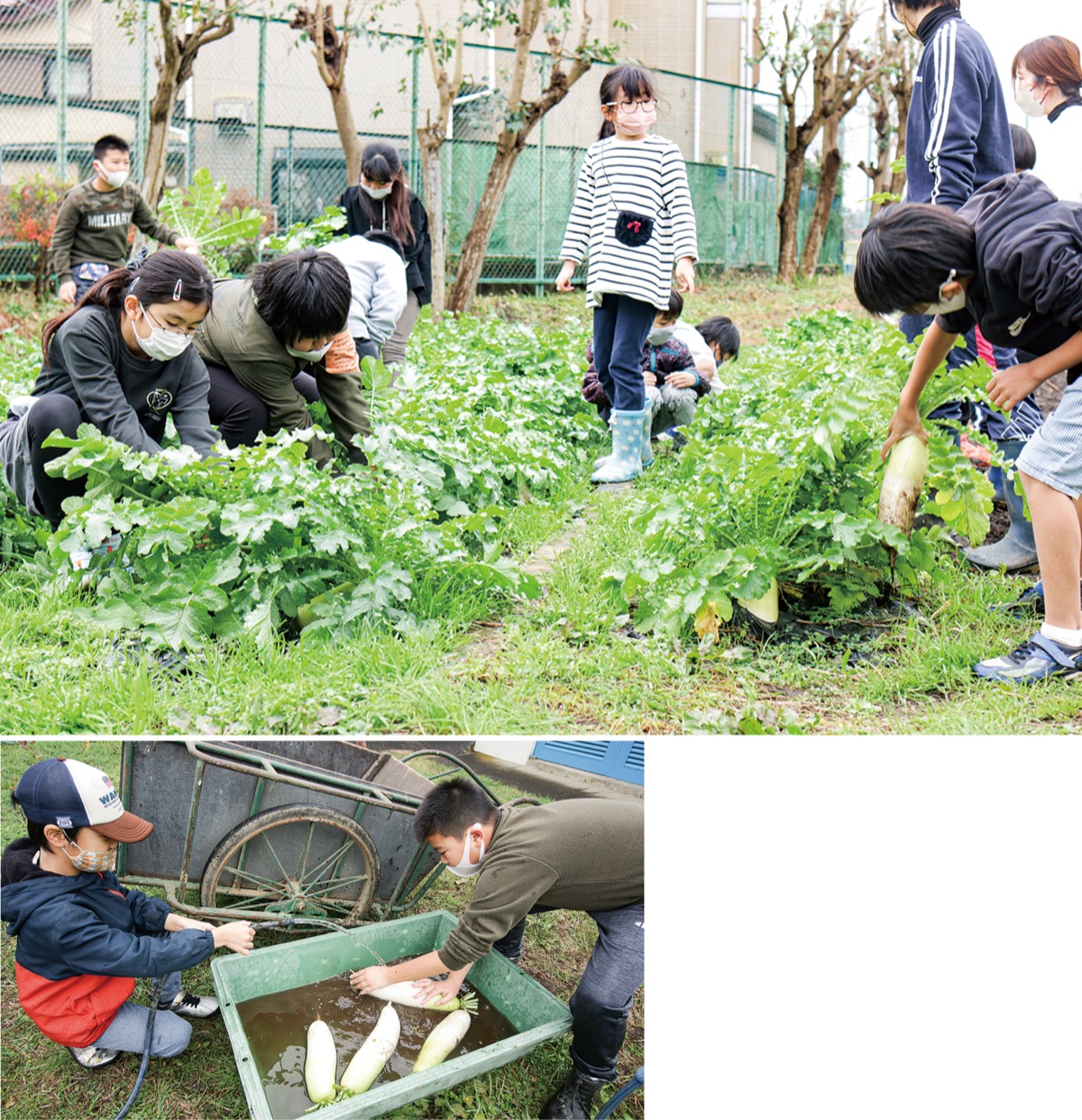 育てた大根を全校給食に