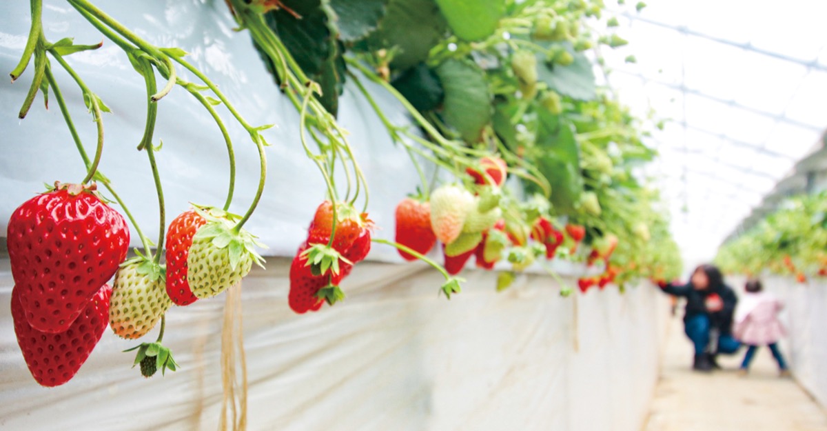 赤く甘い実が今年も