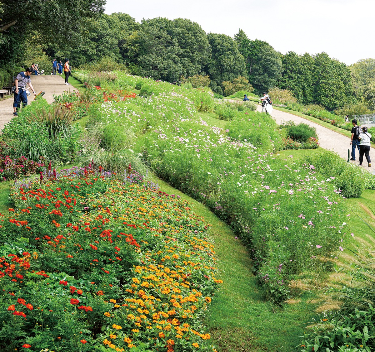 秋の花々が躍動 (写真1)