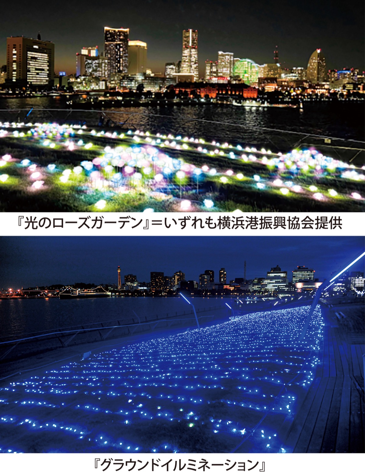 ２種類イルミで幻想的に (写真1)