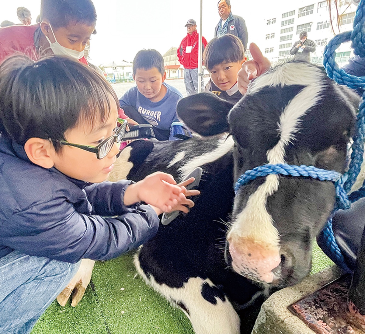 校内で牛とふれあい