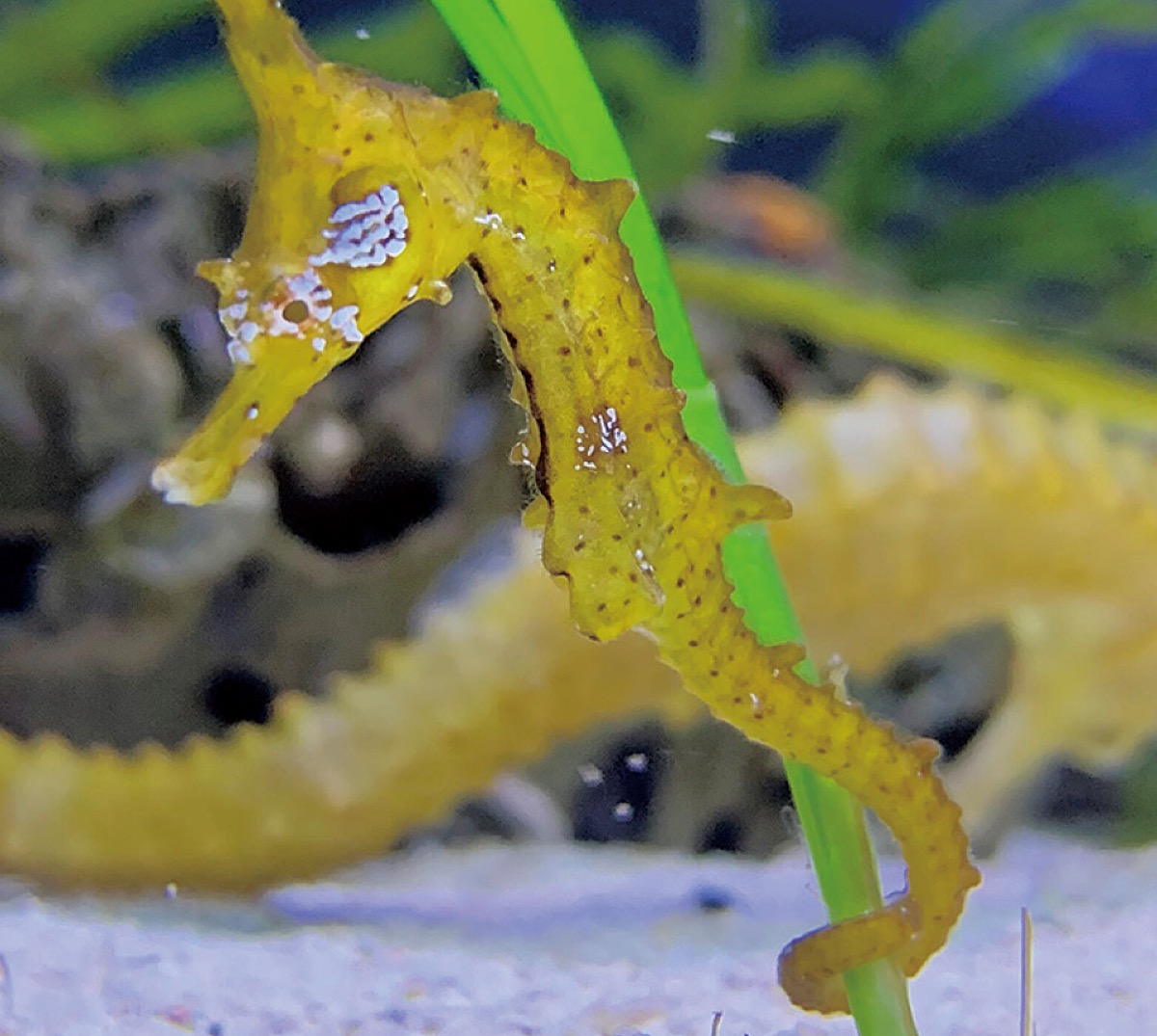 ｢辰｣にちなんだ生き物展示