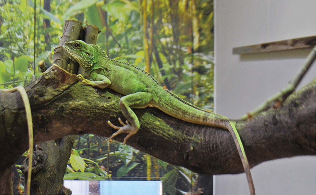 辰年に｢ドラゴン｣鑑賞