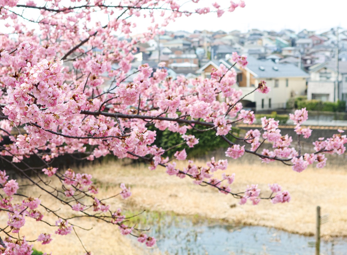 一足早く河津｢桜｣が満開