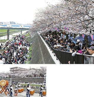 桜が咲く柏尾川の堤防沿いに多くの人が集まった。写真下は相州泉美野太鼓による演奏