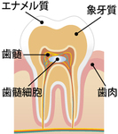 歯髄には良質の幹細胞があるという