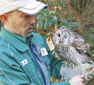横浜で生きるフクロウ