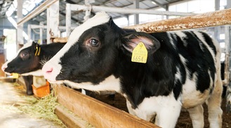 小野ファームで昨年８月から10月にかけて生まれた牛（※一般見学は受け付けていません）
